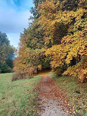 Na zdjęciu widoczna ścieżka, biegnąca brzegiem łąki, z drugiej strony i w tle drzewa o żółtych liściach.