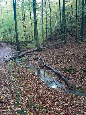Na zdjęciu las i płynący wzdłuż ścieżki mały strumień wody.