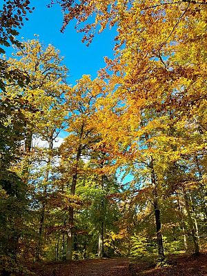 Na zdjęciu drzewa w lesie o żółtych, jesiennych liściach. Widać też błękitne niebo.
