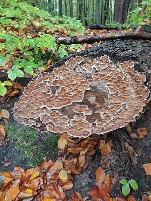 Na zdjęciu brązowo-białe grzyby, rosnące na boku leżącej kłody drzewa, wokół las.