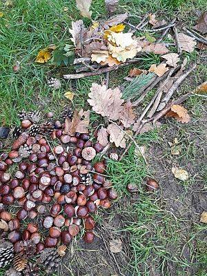 Kasztany, szyszki i patyki też są potrzebne (fot. A. Kowalewska) Na zdjęciu leżące na trawie kasztany, szyszki, patyki i suche liście, zgromadzone w jednym miejscu.