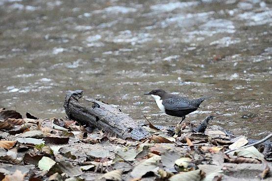Grafika Pierwszy pluszcz już na Cedronie