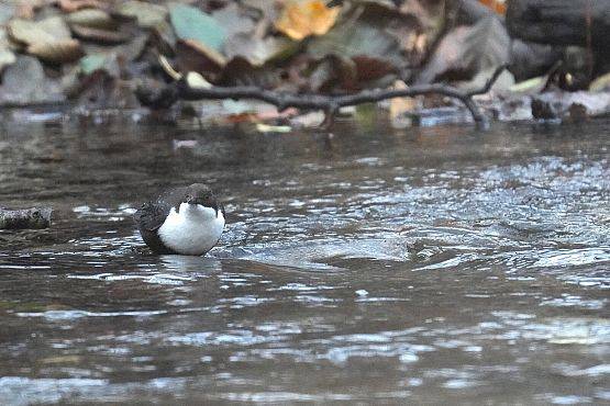 Grafika Pierwszy pluszcz już na Cedronie