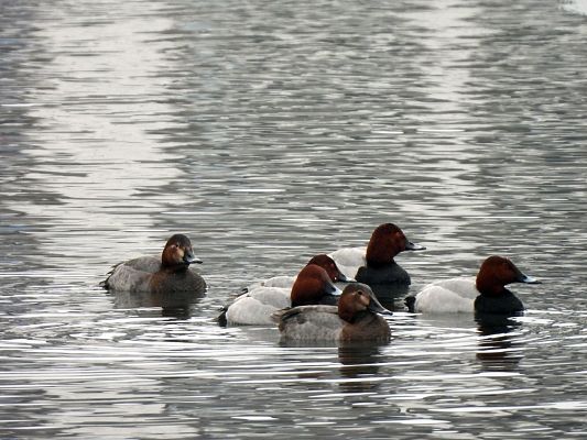 stadko głowienek (fot. Dominika Skoroszewska) Grafika "Ptasia Godzinka" z Parkiem - wyniki liczenia