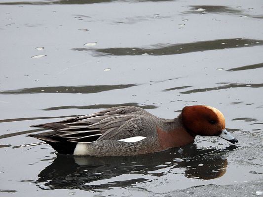 samiec świstuna (fot. Dominika Skoroszewska) Grafika "Ptasia Godzinka" z Parkiem - wyniki liczenia
