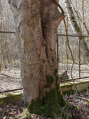 PP nr 58 w Sopocie - dwupniowy klon jawor (fot. Dariusz Ożarowski) Stary, masywny pień drzewa z głęboką pionową szczeliną i omszałą podstawą, stojący w lesie obok metalowego ogrodzenia. W tle widoczne są nagie gałęzie drzew i suche liście pokrywające ziemię.