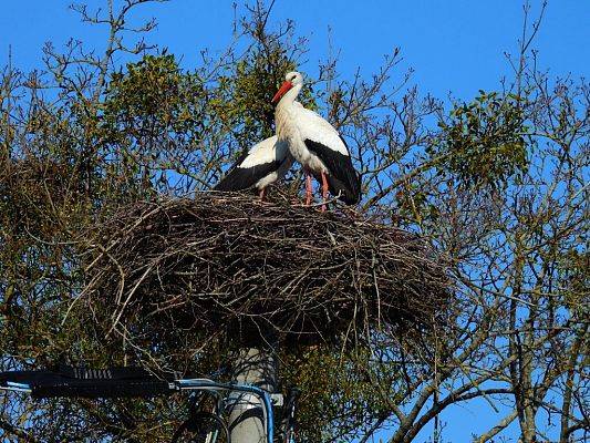 Grafika Pierwsze bociany już na gniazdach