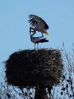 Grafika Pierwsze bociany już na gniazdach