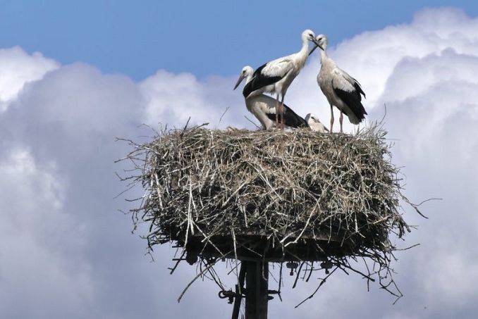 Kontrola zasiedlenia gniazd bociana białego w Trójmiejskim Parku Krajobrazowym i okolicach grafika
