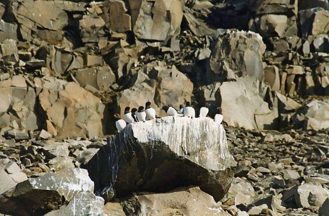 Ptaki Spitsbergenu na spotkaniu Trójmiejskiej Grupy OTOP grafika