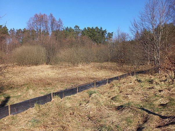 Czynna ochrona płazów w Wyspowie - podsumowanie tegorocznego sezonu Grafika Czynna ochrona płazów w Wyspowie - podsumowanie tegorocznego sezonu