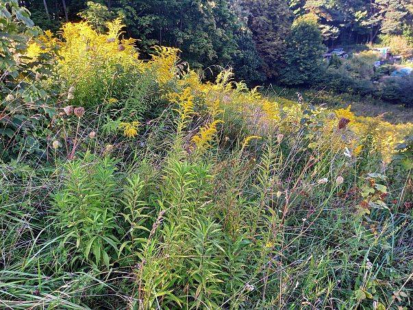 Grafika Działania ochrony czynnej na terenie przylegającym do granicy Trójmiejskiego Parku Krajobrazowego – koszenie łąki z usunięciem gatunku inwazyjnego - nawłoci kanadyjskiej