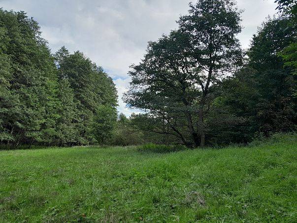 Grafika Kolejny rok usuwania niecierpka gruczołowatego w Trójmiejskim Parku Krajobrazowym