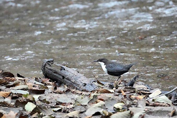 Grafika Pierwszy pluszcz już na Cedronie