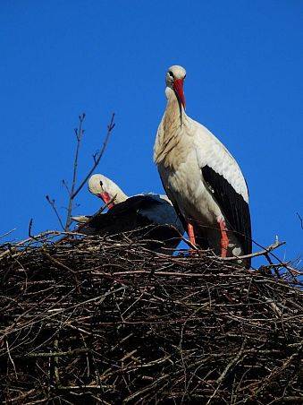 Grafika Pierwsze bociany już na gniazdach