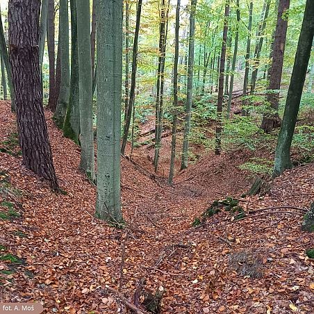 Grafika Na tropach lądolodu w Trójmiejskim Parku Krajobrazowym