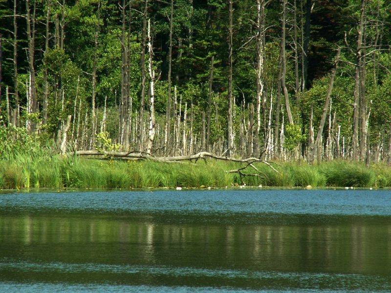 Jezioro Krypko w rezerwacie "Pełcznica" (fot. Dariusz Ożarowski)