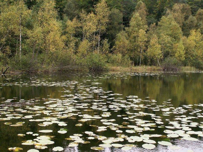 użytek ekologiczny "Jezioro Żabno" (fot. Dariusz Ożarowski)