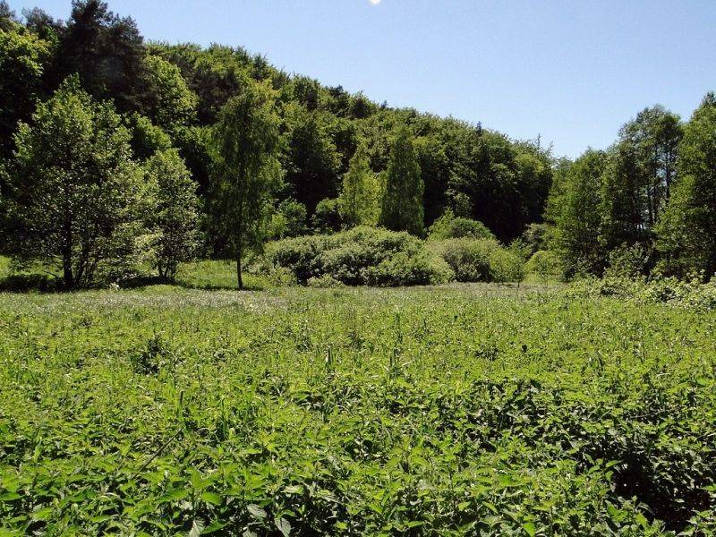 siedliska łąkowe w rezerwacie "Źródliska w Dolinie Ewy" (fot. Dariusz Ożarowski)